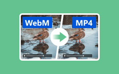 WebM Player